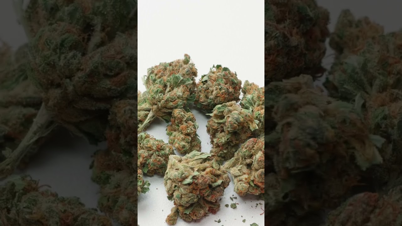 #whitewidow ( #Avaay 18/1) - #medicalcannabis  #strains #shorts