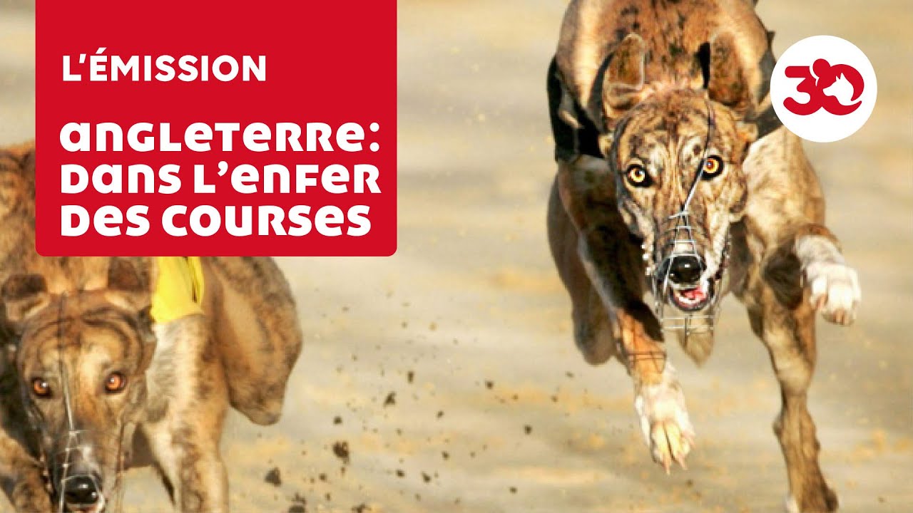 Le calvaire des l&eacute;vriers greyhound utilis&eacute;s pour les courses au Royaume-Uni