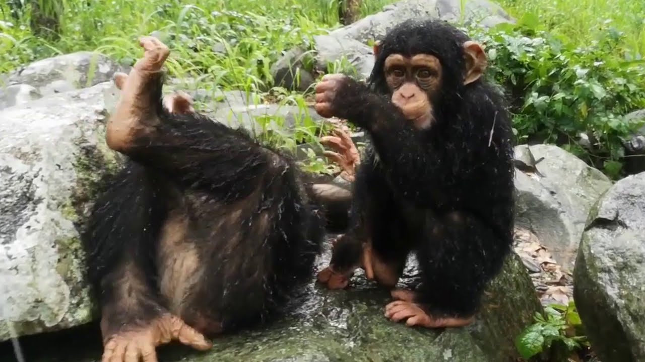 Amazing Chimpanzees Dancing & Playing