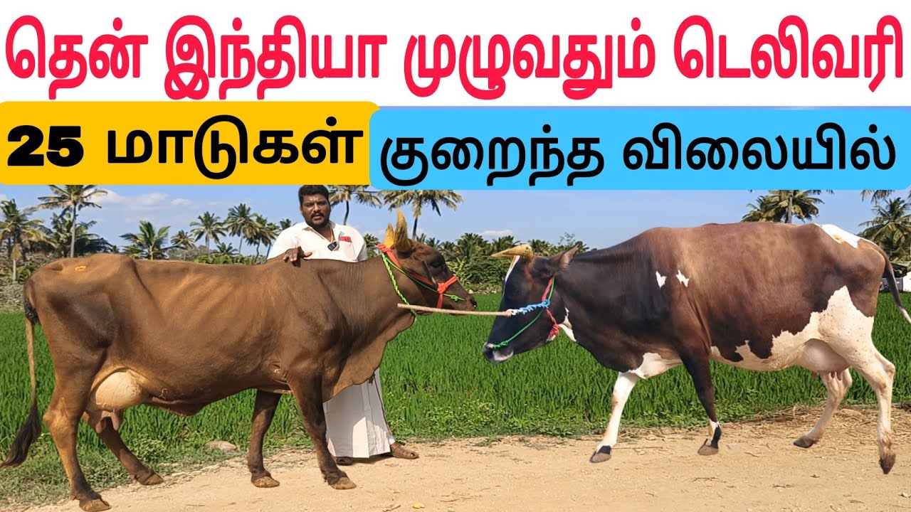 தமிழ்நாட்டில் யாரும் தர முடியாத விலையில் / 25லி பால் மாடுகள் / 