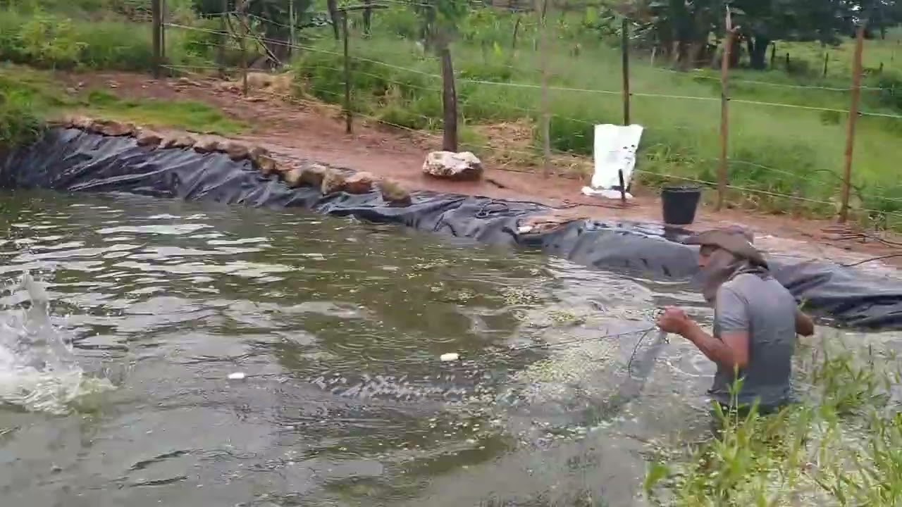 Arrastão no meu lago