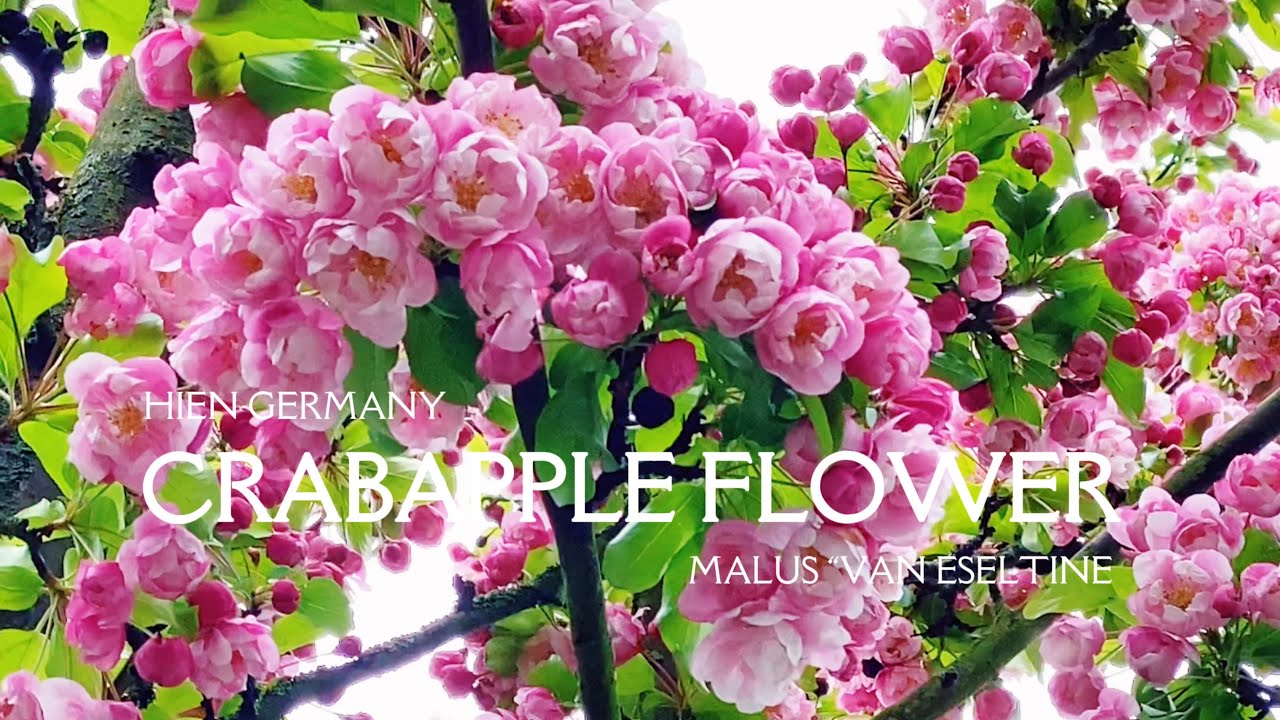 #126 Crabapple Malus “Van Eseltine” | Bird Songs | Beautiful Flowers