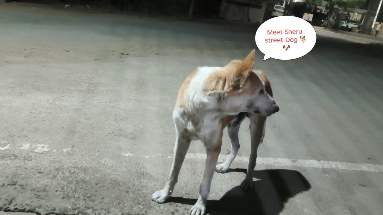 Street Dog 🐕 kitne saal se saath hain #streetdog 