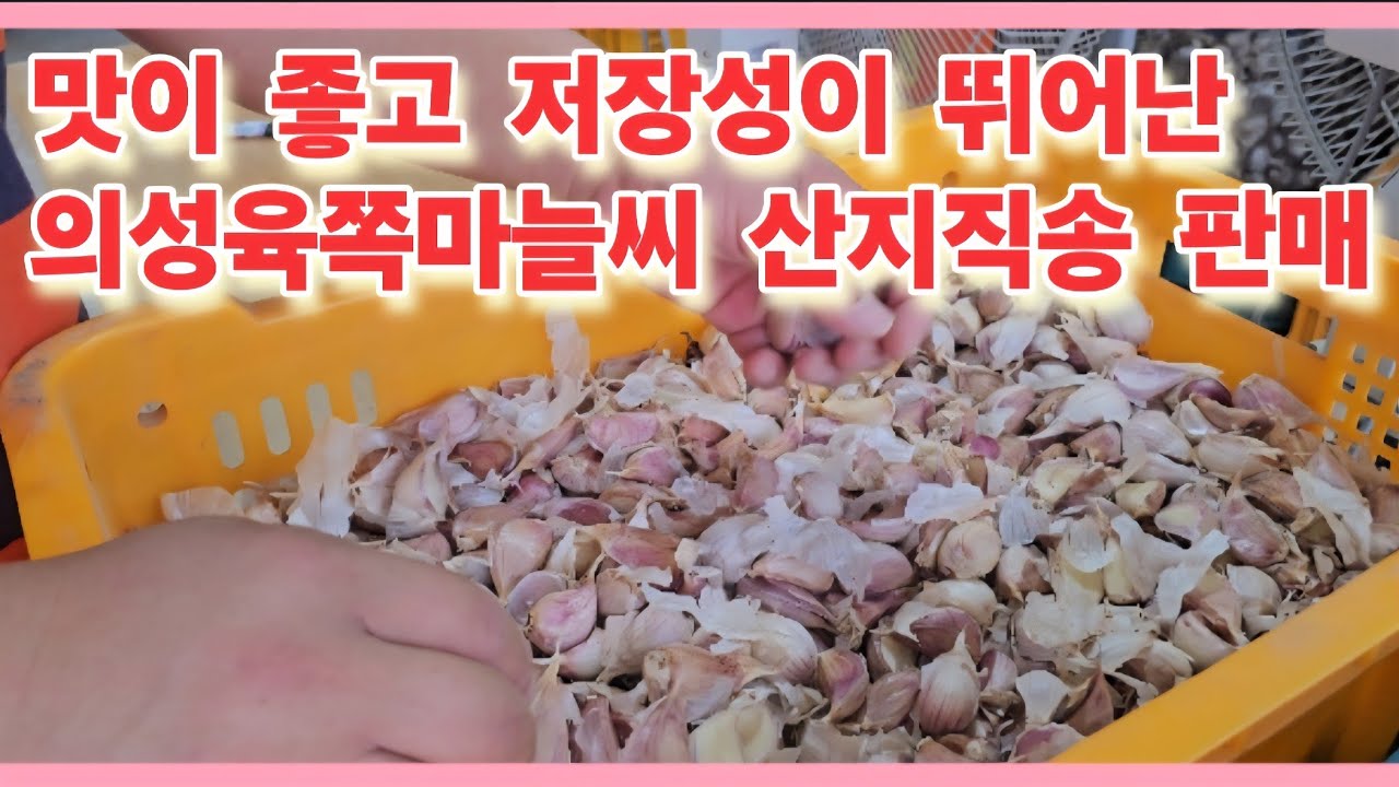 맛이 좋고 저장성이 뛰어난 의성육쪽마늘씨 산지직송 판매(농사의신)