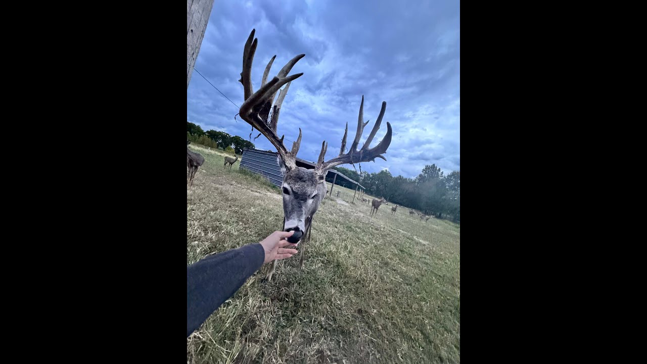 GIANT 200” Antler Shed Recovery #deercam #lipcurlscents #deerfarm #whitetail #deerbehavior