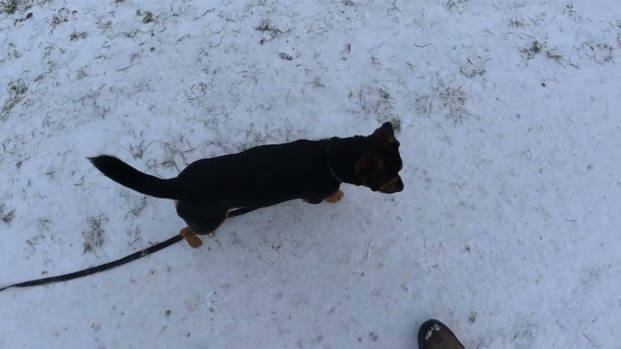 Ep01 Teenage Dog - Officially Mid Adolescence 
