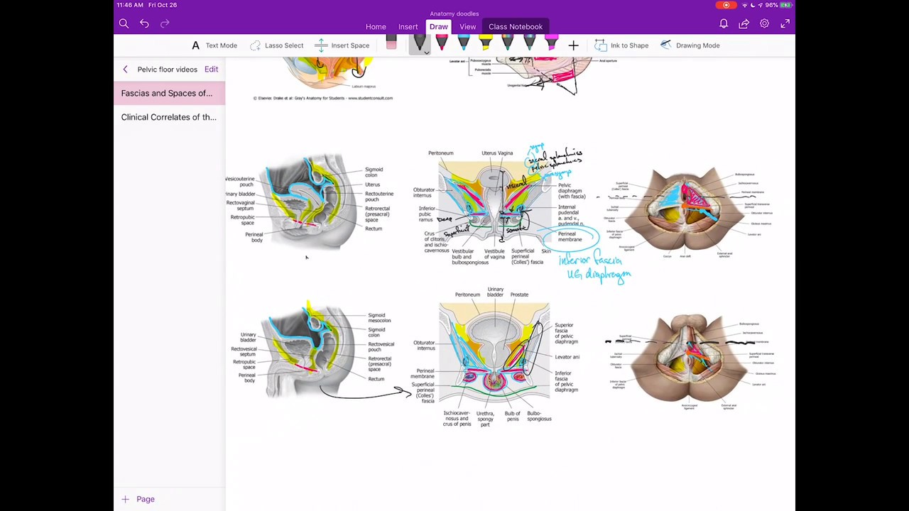 Fascias and Spaces of the Pelvic Floor and Perineum