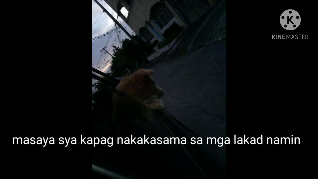 My pet memories