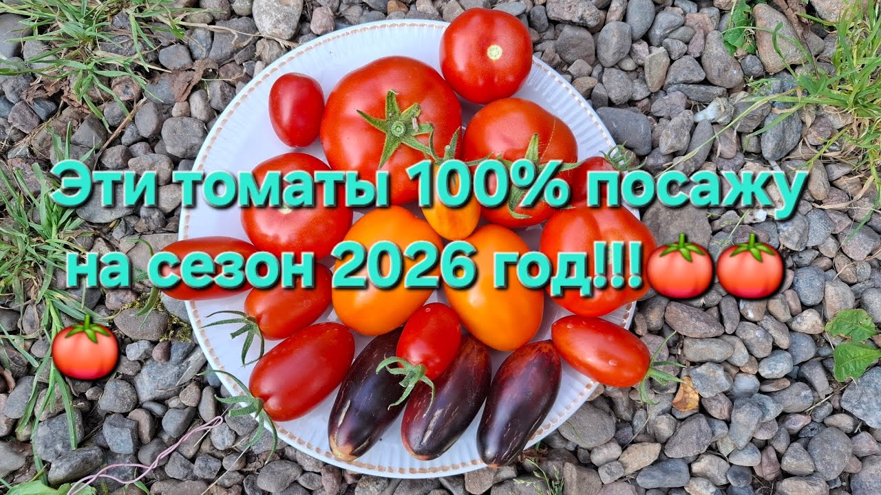 Эти томаты 100% посажу в 2026 году!!!Лук гниёт,уборка с грядки!!!Ленобласть 9 августа 25 год!!!