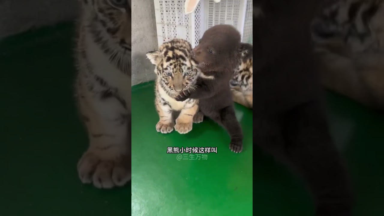 Discover the Unique Voice Changing Times of 25 Animals