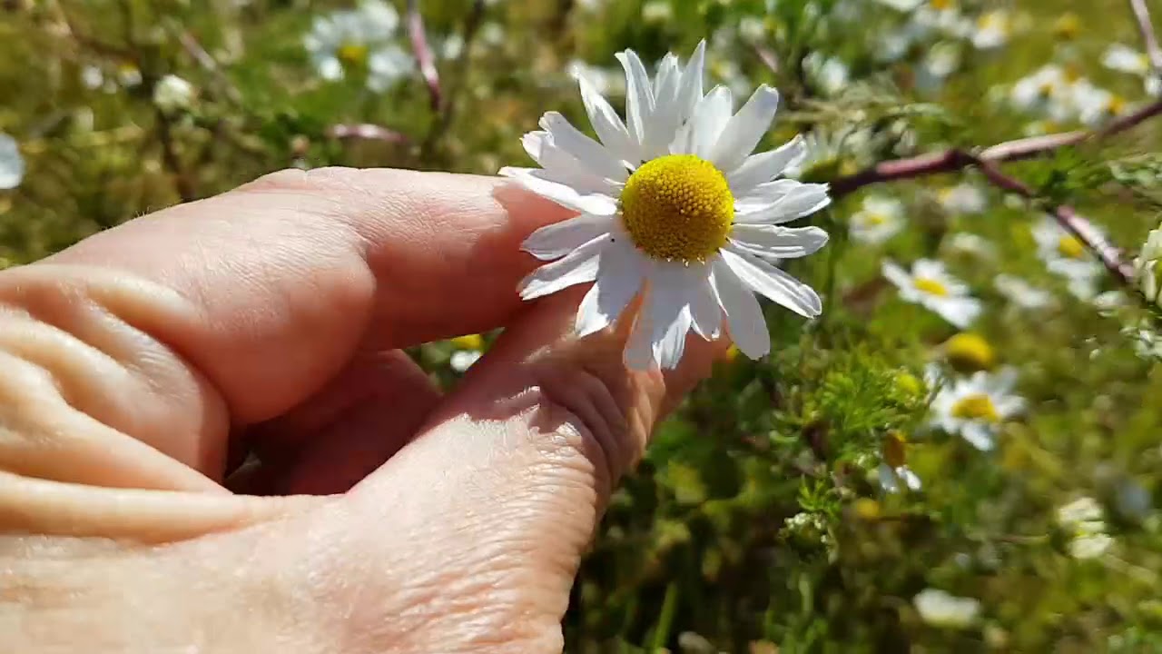 How to identify Pineapple weed, Mayweed and Chamomile