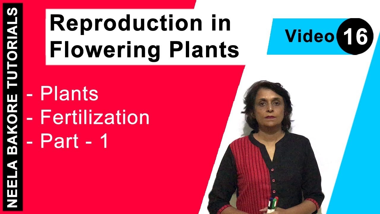Reproduction in Flowering Plants | NEET | Fertilization - Part 1  | Neela Bakore Tutorials