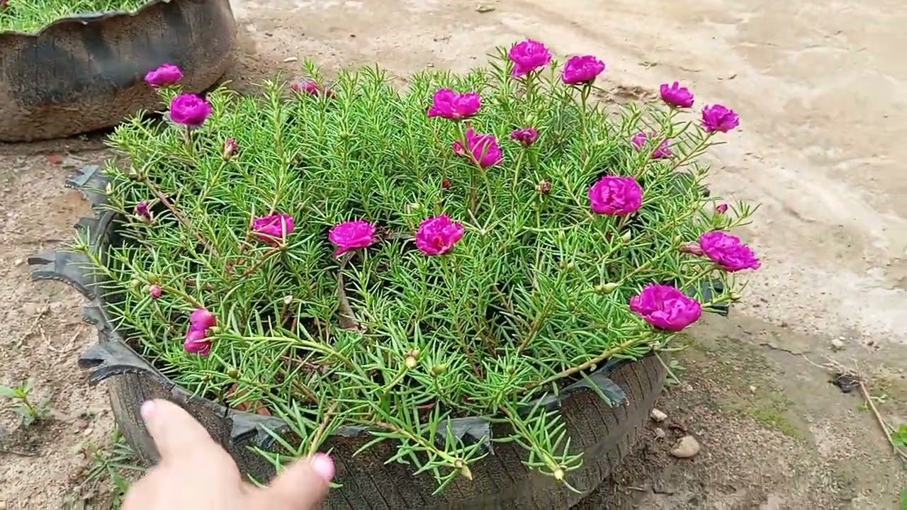 Um tour pelo meu jardim depois que choveu muito 