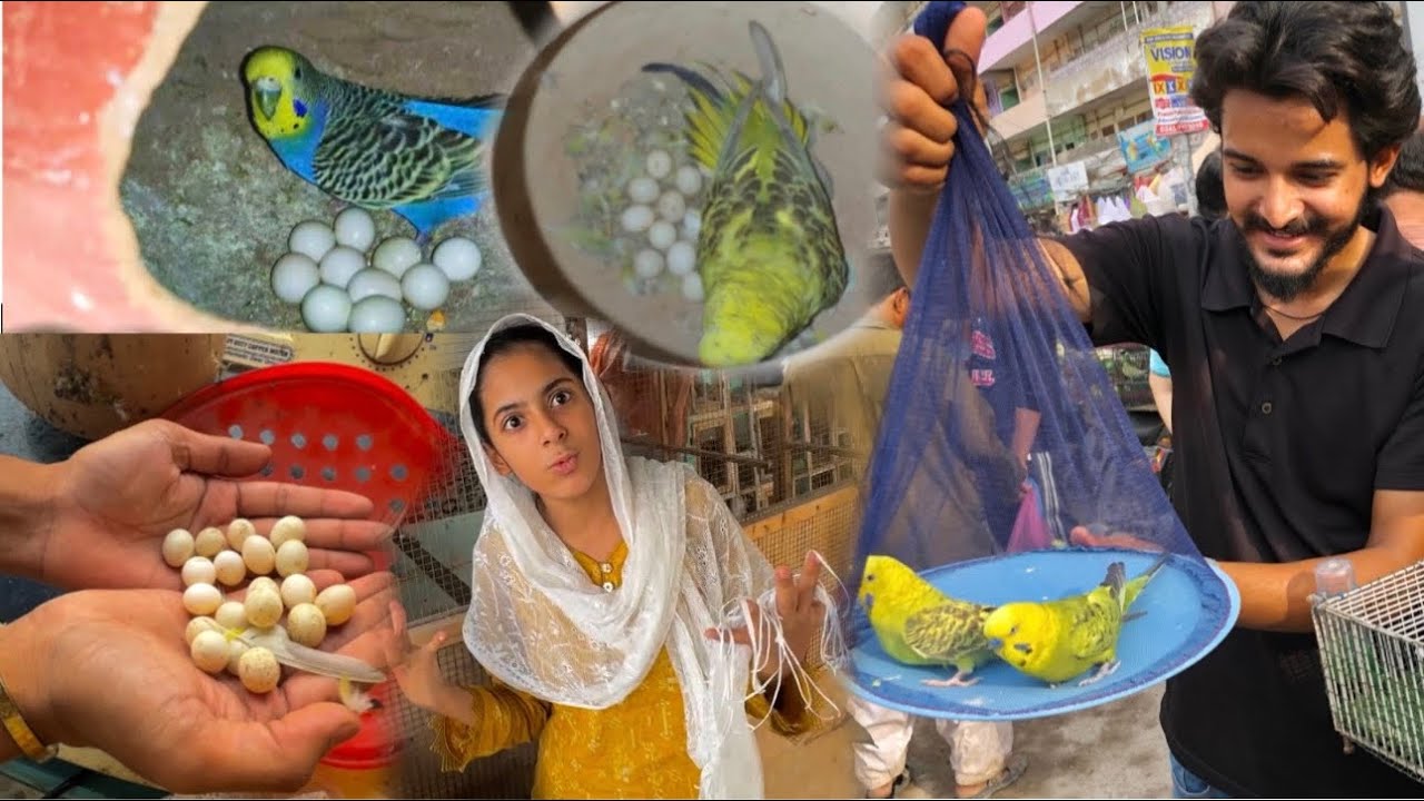 King Budgies K Sare Eggs Nikal Liye🪺 Vampire Pigeons K Baby Phir Abnormal😨