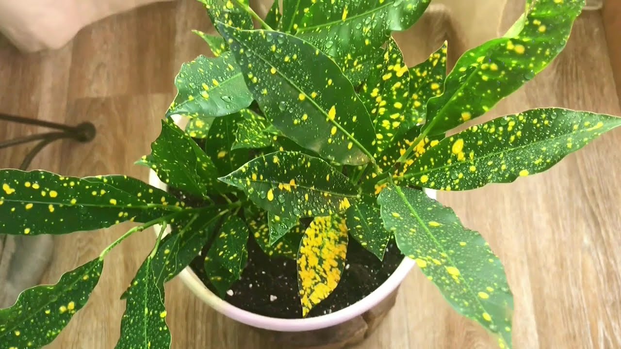 🌱КРОТОН ГОЛД ДАСТ🌱 Уход в домашних условиях 🌱