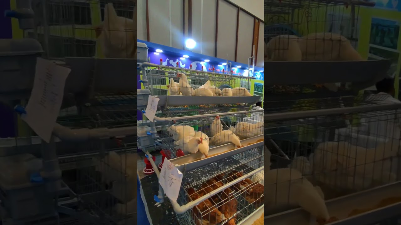 11th Kolkata International Poultry Expo 2025💥