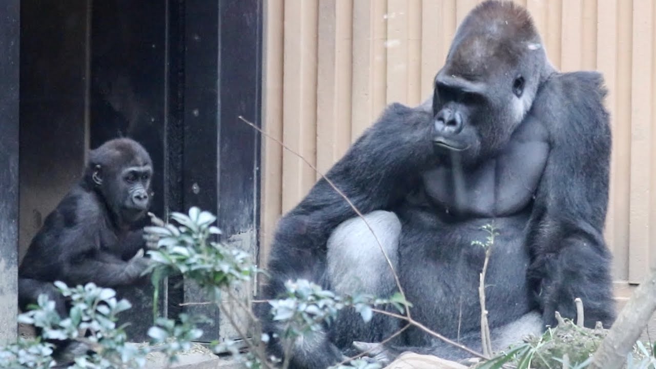綺麗好きの父親にウ○チを投げちゃう子ゴリラ⭐️Gorilla【京都市動物園】Kintaro threw a poop at his father, who hates getting dirty.