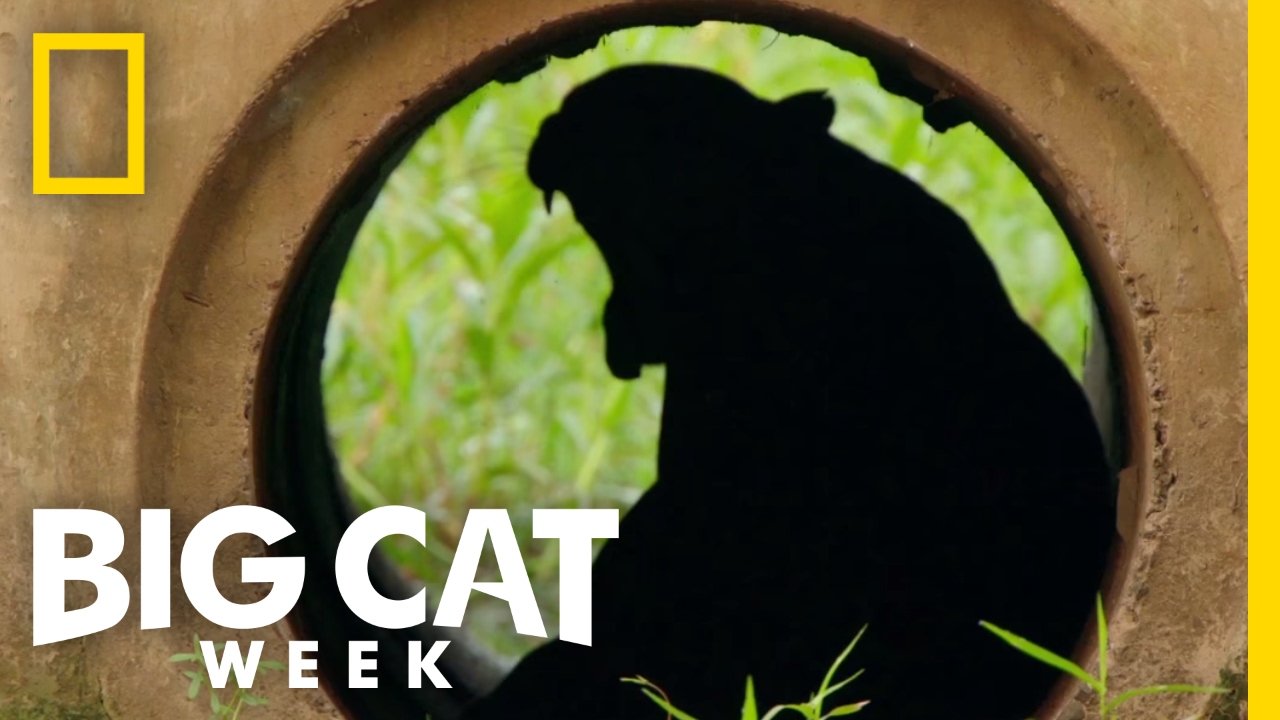 The Challenges Big Cats Face | Big Cat Week
