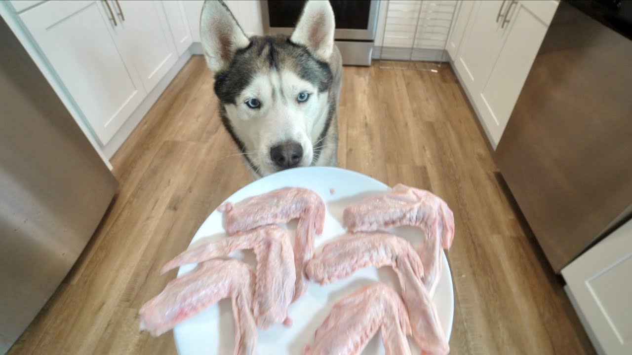 Husky vs Duck Wings! (ASMR)