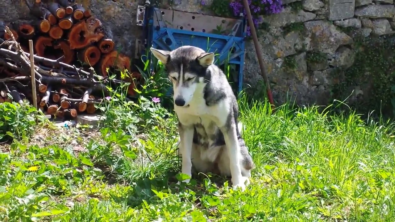 Dog sick after eating grass. IT’S NORMAL!