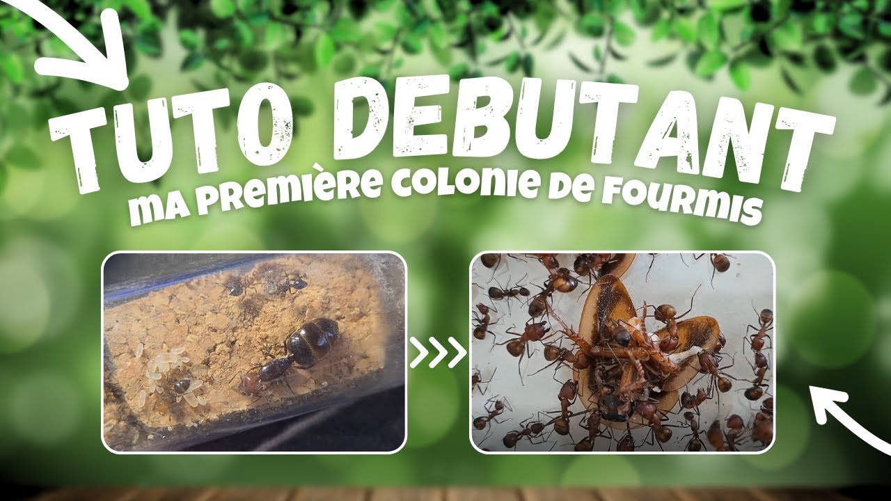 Guide pour débuter l’élevage de fourmis ? ( de la fondation à la colonie ! )