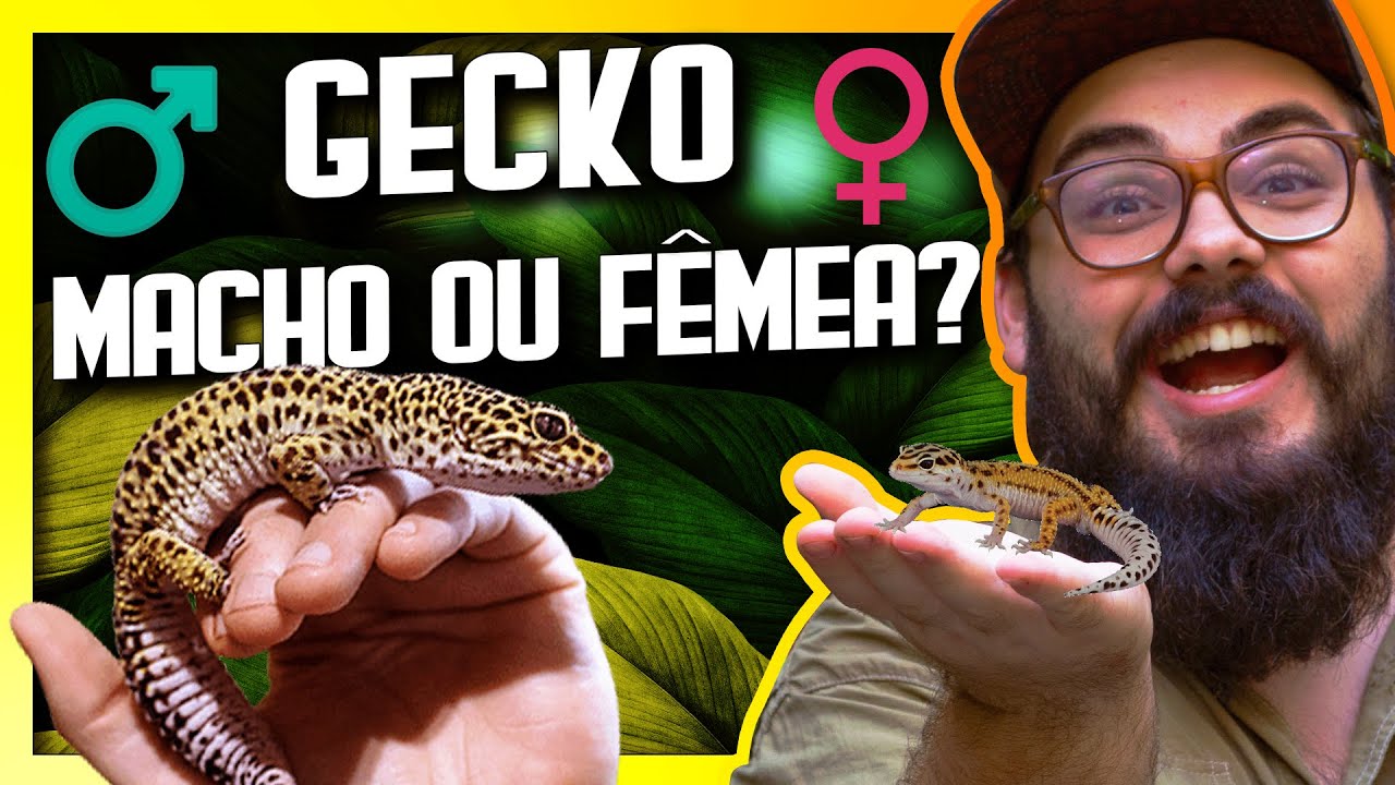 Como saber se meu GECKO é Macho ou Fêmea? Lagartixa Leopardo? - Biólogo Tai