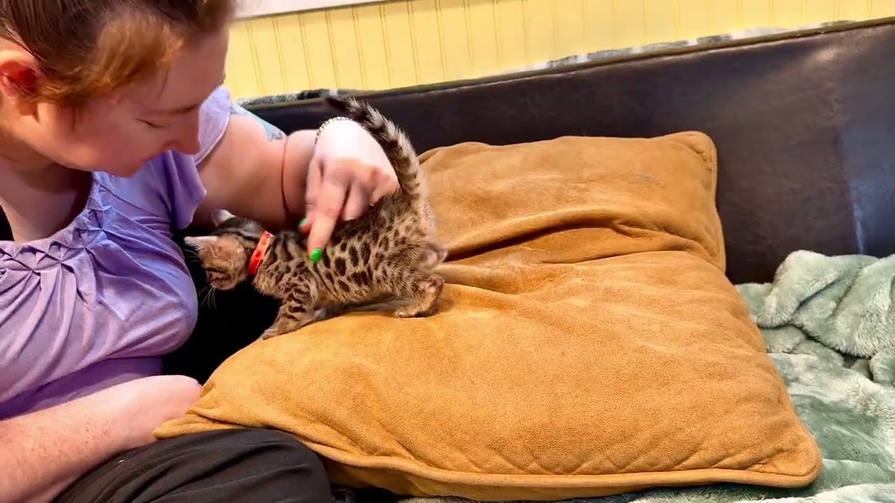 Brown girl: Primrose (Misty 1/12/26)