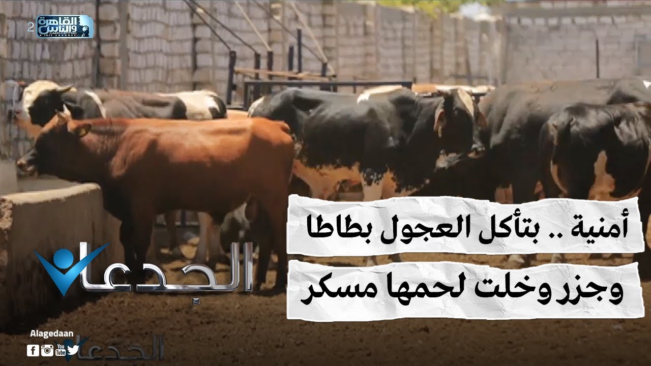 أمنية .. بتأكل العجول بطاطا وجزر وخلت لحمها مسكر