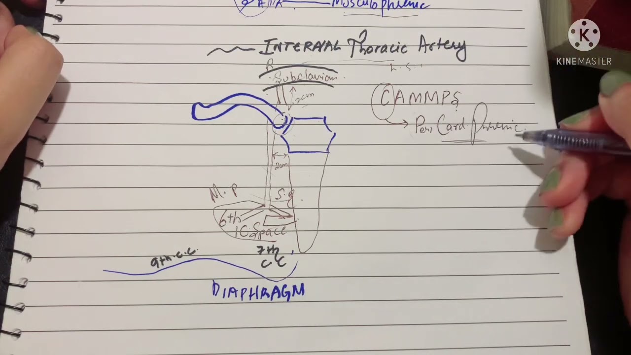 Internal Thoracic Artery | Origin & Course | Musculophrenic Artery | Superior Epigastric Artery