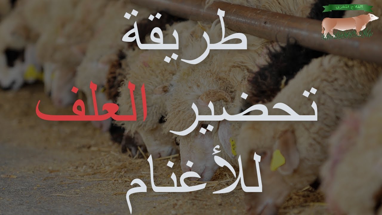الطريقة الصحيحة في تقديم العلف للأغنام | الجزء الأول
