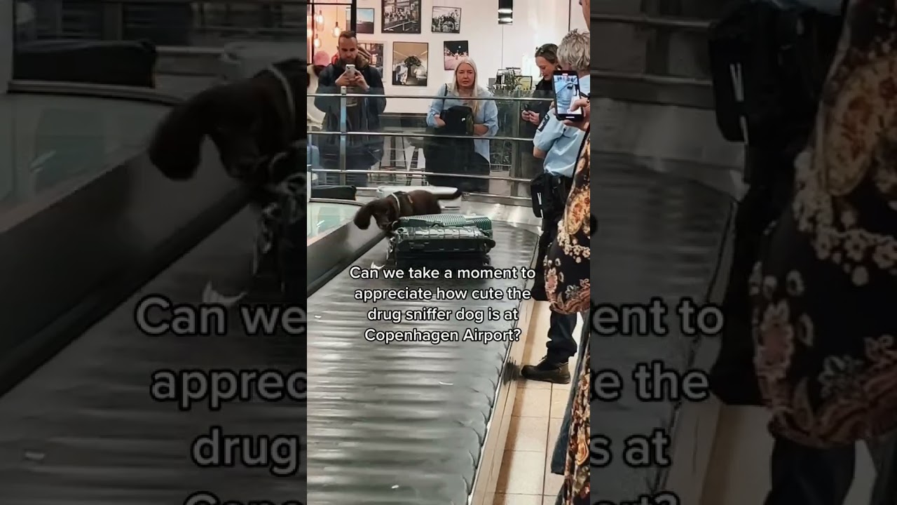 Spotted at Copenhagen airport! Cutest drug sniffer dog I&rsquo;ve ever seen. #shortsvideo #trendingshorts