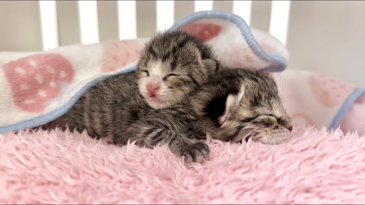 生後3日 可愛い声で鳴きながら眠りにつく赤ちゃん猫&保護名つけました【山菜兄妹#2】Baby cats on their third day of life.