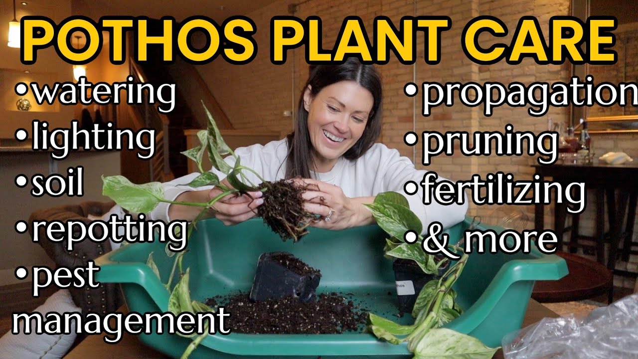 Pothos Plant Care 101 - How To Water, Repot, Fertilize, Lighting, Prune, Propagate & More