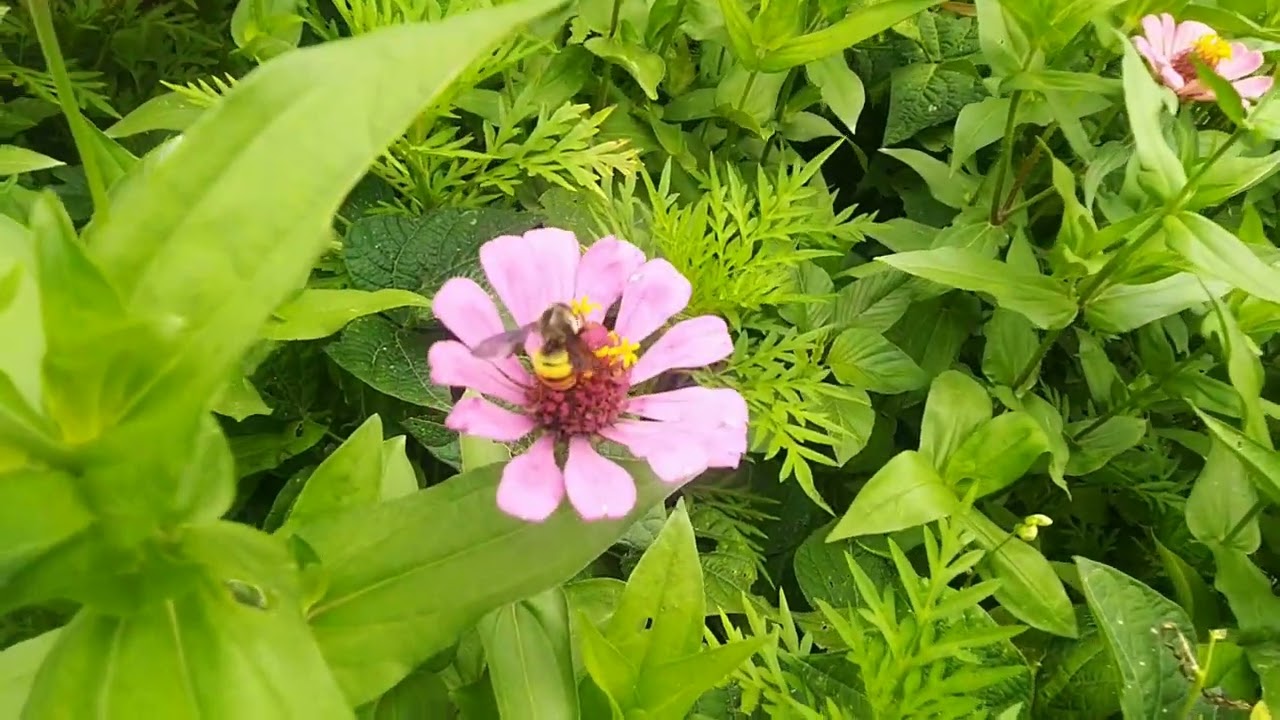 Pollination by Himalayan bees            #himalayas #nature #bee #flowers