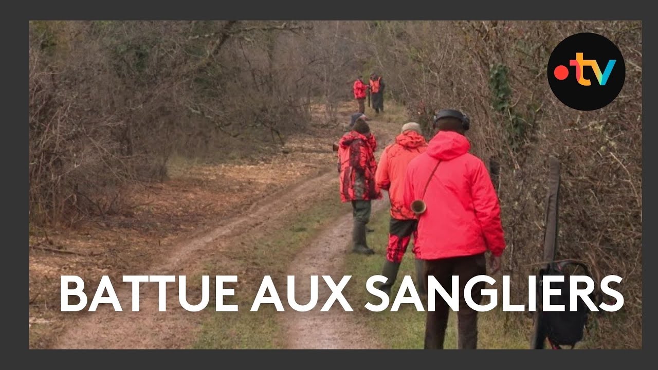 Une battue aux sangliers à Saint-Benoit