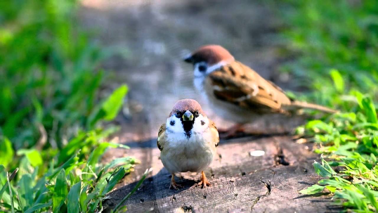 Spotkały się dwa wróbelki -  Kapela Braters