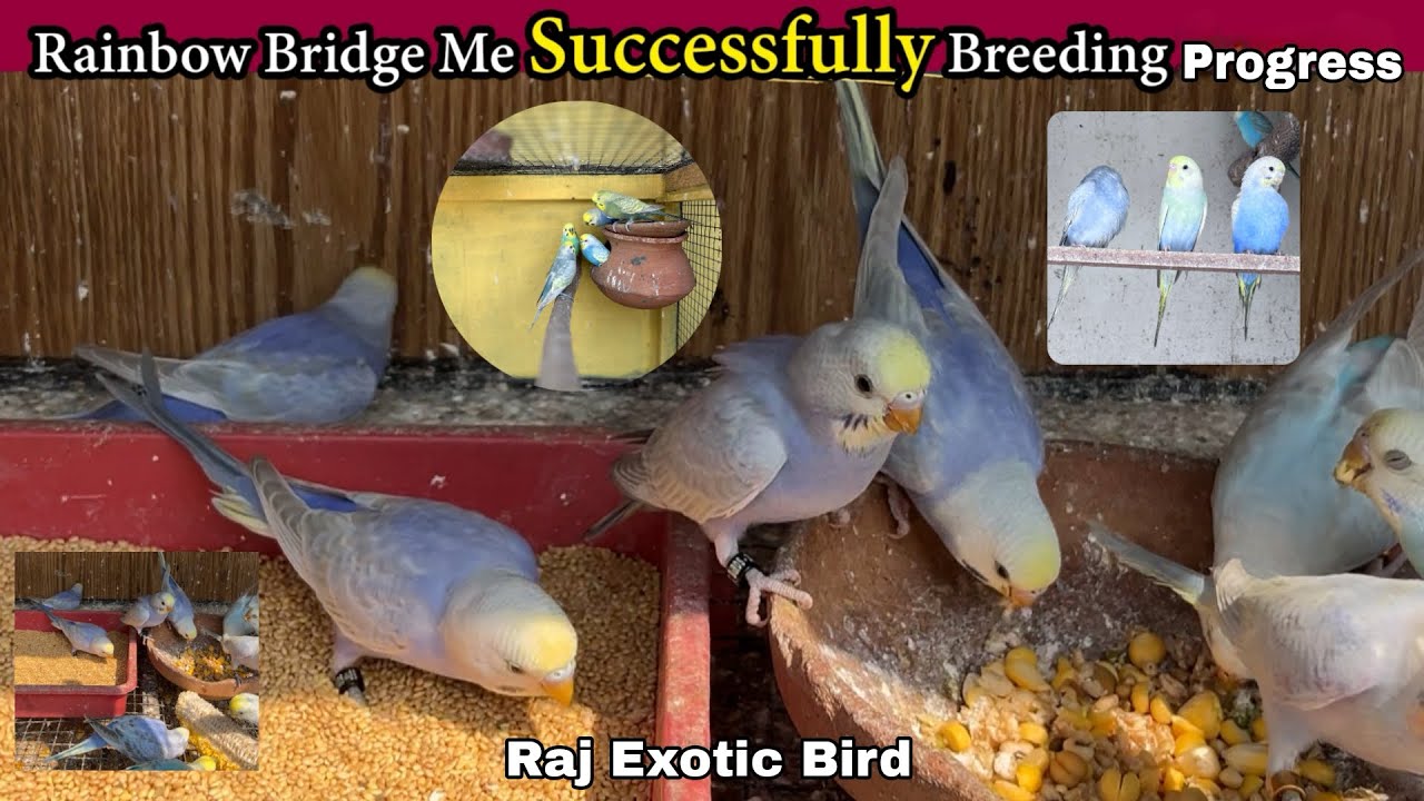 Rainbow Bridge Me Successfully Breeding Progress / Raj Exotic Birds 