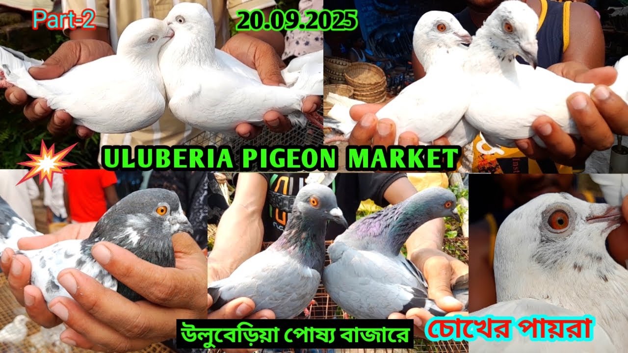Recent Pigeon price update on 20.09.25 at Uluberia pigeon market | Flying Pigeon collection #pigeon