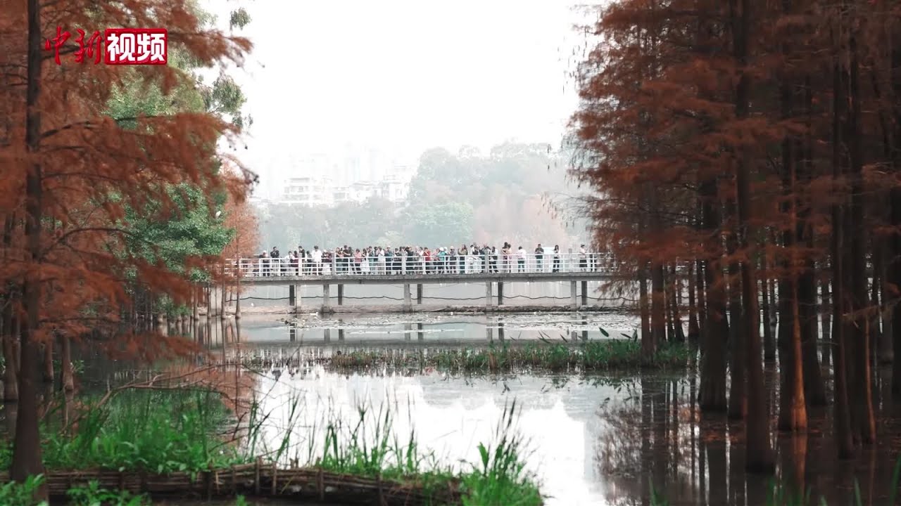“水墨画”与落羽杉走红！广州麓湖公园成新顶流打卡地