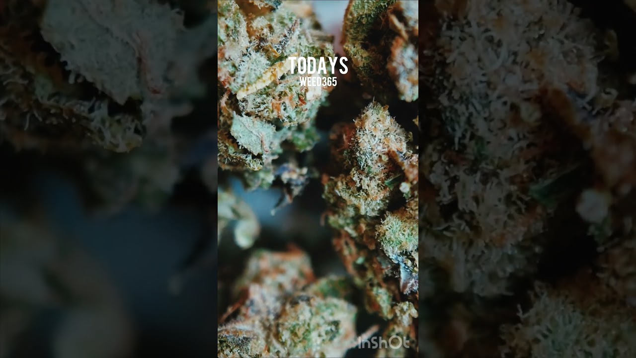 🌱Welcome to 