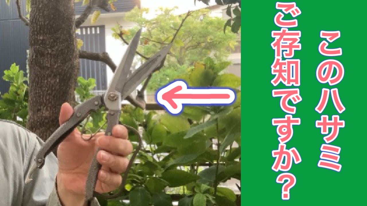 【庭仕事の幅が広がる⁉︎】　片手刈込みバサミのメリットとデメリットの話（字幕対応）