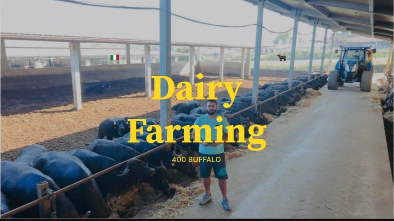 🇮🇹ITALIAN DAIRY FARM TOUR  (buffalo Farm)