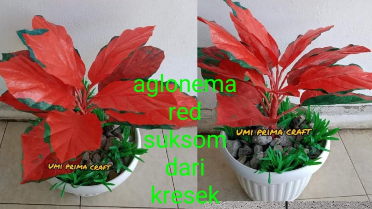 Cara membuat aglonema red suksom dari kresek