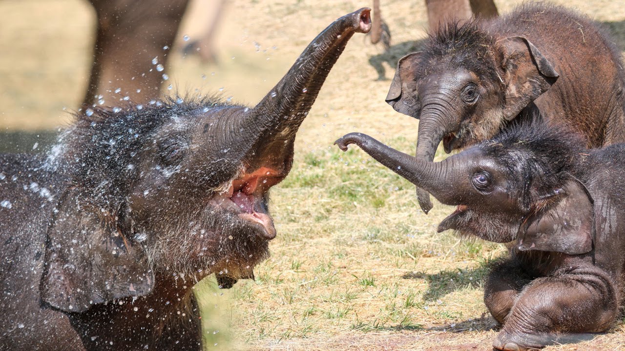 Elephant Twin Summer Fun! 🐘🐘