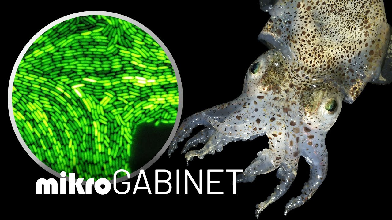 Jak bakterie rozmawiają o infekcji?  | mikroGABINET
