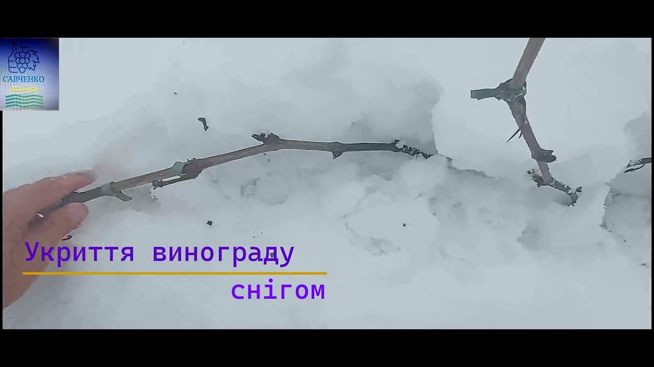 Укриття виноградної лози снігом від морозів.