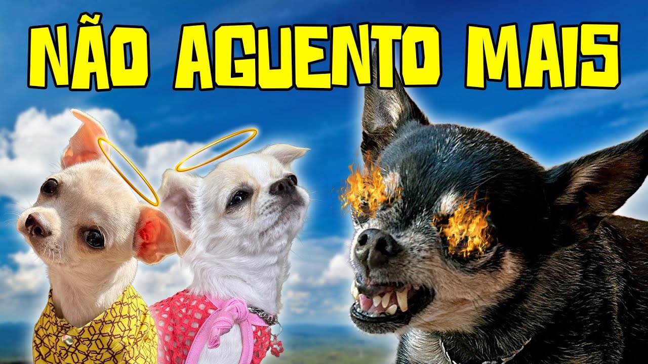 NHOQUE, BOLT E ZORRO QUEREM MANDAR AS GÊMEAS EMBORA!