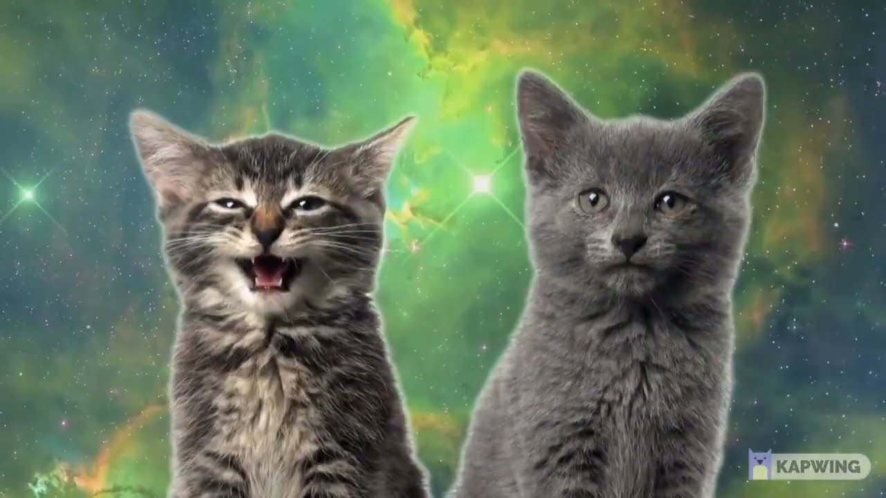 top 5 cats song