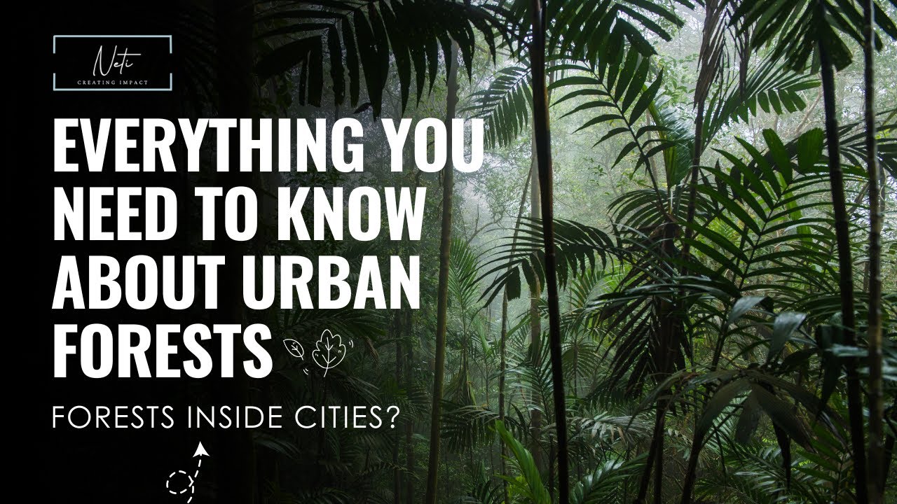 Urban Forests Explained: How They Work and Why They Matter