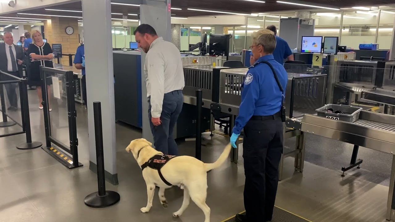 What is it like to go through TSA with a service animal?